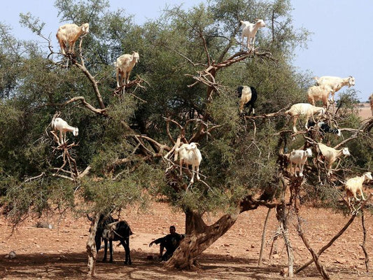 How is Argan Oil made?